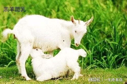 小羊羊爆料最新内容视频,揭秘视频背后的惊人真相！  第3张